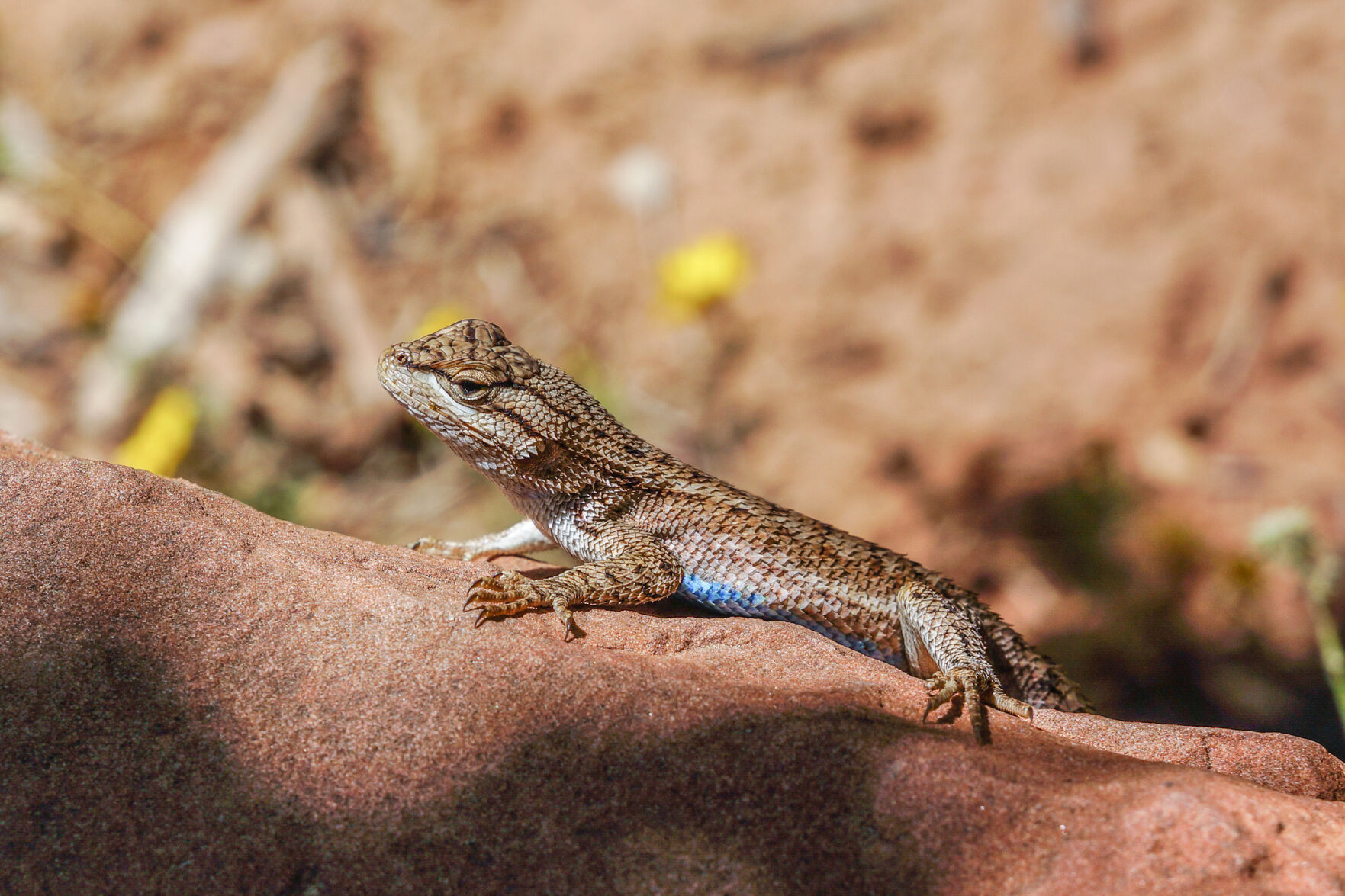 Master Gardeners of Napa County: A great dinner for lizards